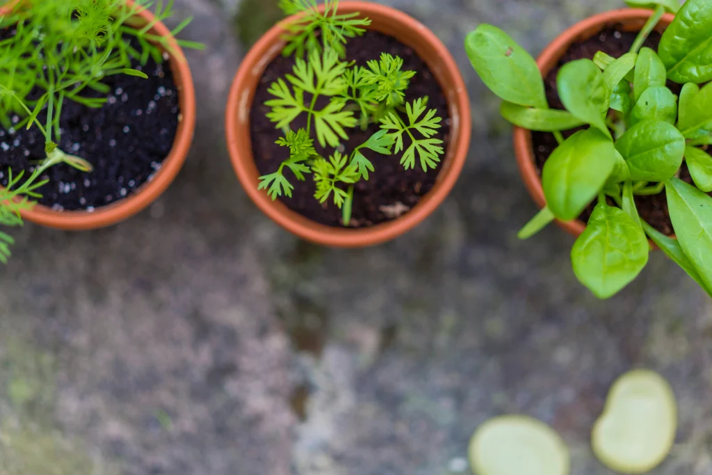 What is Container gardening?