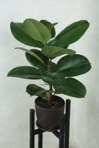 rubber plant 