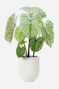 Philodendron Plant